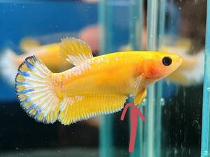 ** betta 262 yellow fancy 4cm female egg ..*. put on guarantee * ( Okinawa, Hokkaido shipping possible )