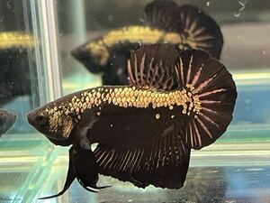 ** betta 525 black Samurai 5cm male *. put on guarantee * animation equipped ( Okinawa, Hokkaido shipping possible )