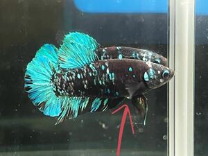 ** betta 511 black blue avatar Galaxy 4.5cm female egg ..*. put on guarantee * ( Okinawa, Hokkaido shipping possible )