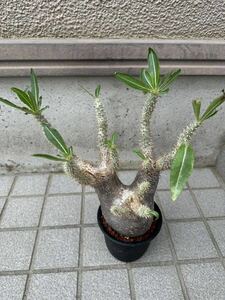 pakipotium(. только inopinatsum)