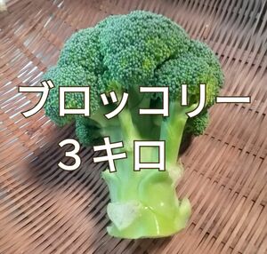 ブロッコリー◯芽花椰菜◯３キロ◯長崎県産