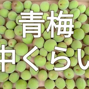 青梅◯中梅◯800g◯長崎県産