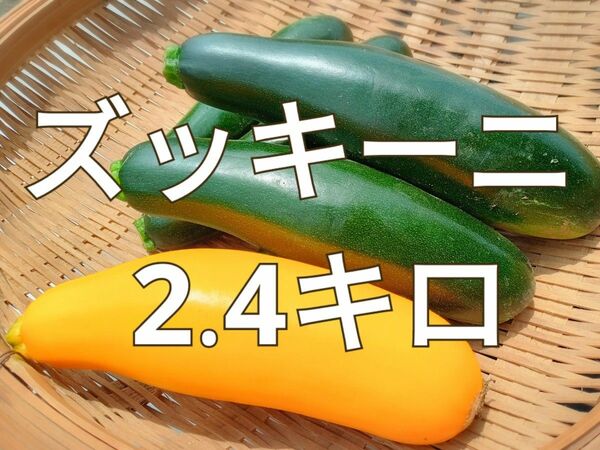 ズッキーニ◯西葫芦◯2.4キロ◯長崎県産