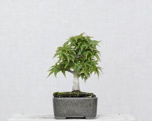 [. bonsai ] koto .momiji shohin bonsai 