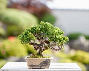 [. bonsai ] thread fish river genuine Kashiwa shohin bonsai 