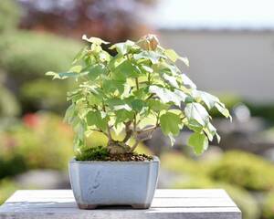 [. bonsai ]. sama maple shohin bonsai 