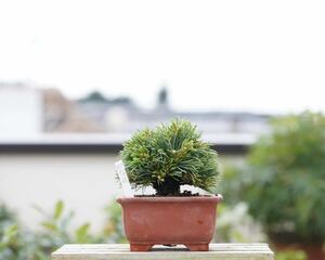 [. бонсай ]. лист сосна ... первоклассный товар shohin bonsai немедленно выставка оценка направление 