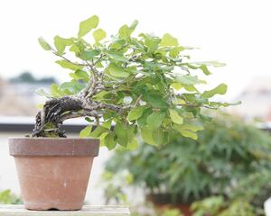 [. bonsai ].. persimmon female tree shohin bonsai 