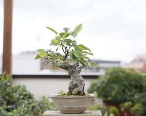 [. bonsai ]. beautiful . shohin bonsai 