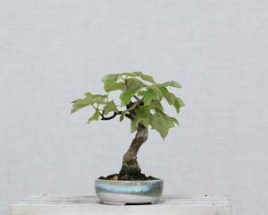 [. bonsai ]. sama maple shohin bonsai . good pot entering 