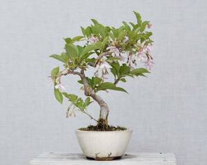 [. bonsai ]ego red flower shohin bonsai 