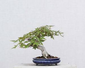 [. bonsai ] small leaf . mountain . leaf shohin bonsai flat cheap rainbow Izumi pot entering 