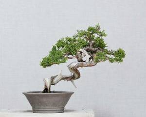 [. бонсай ] нить рыба река подлинный Kashiwa shohin bonsai 