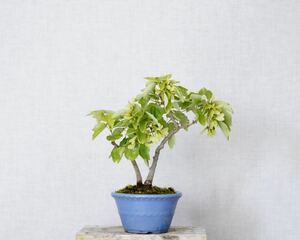 [. бонсай ]. sama клен 1 шт shohin bonsai 