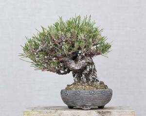 [. бонсай ] сосна Тунберга shohin bonsai первоклассный товар ..50 год 