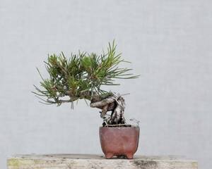 [. бонсай ] красный сосна shohin bonsai 