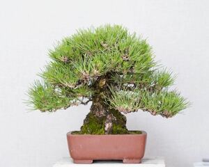 [. bonsai ] Japanese black pin old tree shohin bonsai 