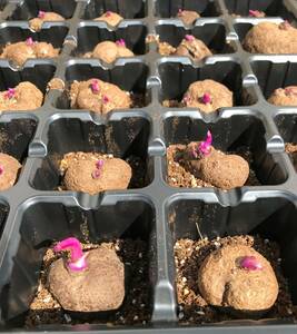 紫山芋 栽培用たねいも（ムカゴ） プラグの萌生え苗 × 5株（１セット） ￥1000スタート