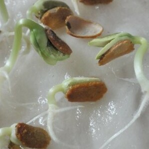 白寿苦瓜 中生白ゴーヤ、在来種 たね10粒 ￥２００スタートの画像3