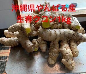 完全無農薬沖縄県やんばる産生春ウコン1kg