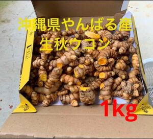 完全無農薬沖縄県やんばる産生秋ウコン1kg