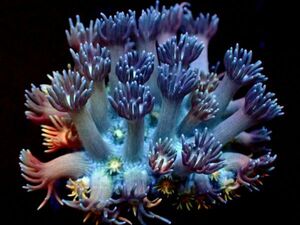 *Blue Flame* 【ハナガササンゴ】 ≪蓮花≫　#サンゴ #コーラル