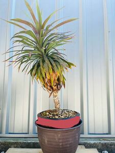 [ super-discount ] yucca tesmetia-na beautiful stock 