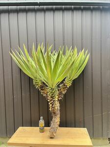 [ super-discount exhibition ] rare beautiful shape yucca Glo rio sa3 head Kimi gayo Ran 