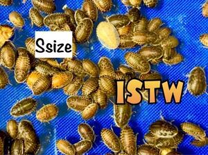 ◆ デュビア S ◆ S サイズ 100匹 +10%+補償( 1cm~1.5cm) デュビア S ISTW