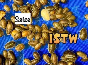 ◆ デュビア S ◆ S サイズ 200匹 +10%+補償( 1cm~1.5cm) デュビア S ISTW