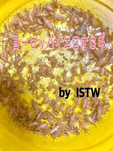 ◆ ヨーロッパイエコオロギ ◆ 送料無料 ◆ 3~5mm ◆ 100匹+補償 爬虫類 両生類 エサ 餌 コオロギ イエコ ISTW