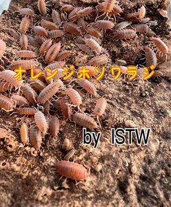 ◆ 活 ◆ オレンジホソワラジムシ 幼体から成体 100匹 ワラジムシ 両生類 爬虫類 餌 奇蟲 ISTW