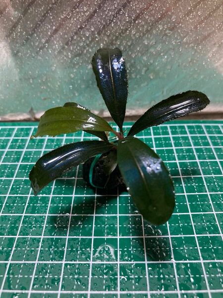 【限定1セット】ブセファランドラ sp 【Red Blade】【グリーンベ、ル・シンタン】【Needole Leef】(水中葉)