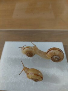 ヒダリマキマイマイ　幼体(1.3~2cm)　カタツムリ　マイマイ　自由研究　幼体　子供　ペット