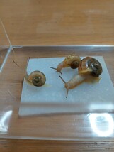 【安心！完全人工飼育】ヒダリマキマイマイ幼体(1.3~2cm)　カタツムリ　マイマイ　自由研究　ペット_画像1