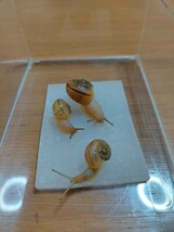 【安心！完全人工飼育】ヒダリマキマイマイ幼体(1.3~2cm)　カタツムリ　マイマイ　自由研究　ペット_画像2