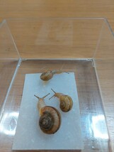 【安心！完全人工飼育】ヒダリマキマイマイ幼体(1.3~2cm)　カタツムリ　マイマイ　自由研究　ペット_画像3