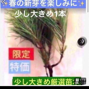 6日迄　SALE【赤松苗木　少し大きめで安心】植え付け説明書　天然成分活力剤付