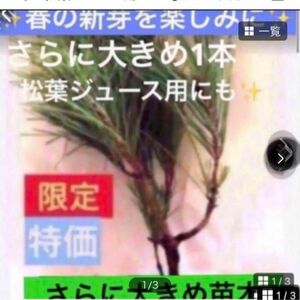 松葉ジュース用にも【さらに大きめ充実苗木】赤松苗木1本　お手入れ済苗木　説明書付