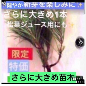 暑くなる前に植付けを【さらに大きめ苗木30センチ内　赤松苗木１本】松葉ジュース