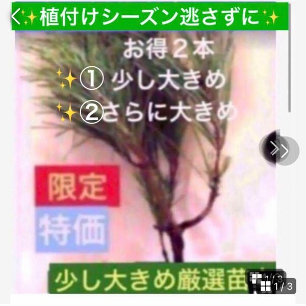 植付け適期逃さずどうぞ【赤松充実苗木2本】初めての方も安心