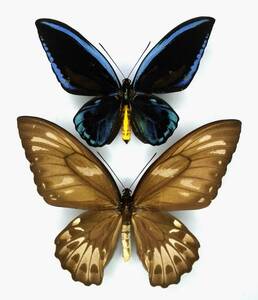  butterfly specimen blue glasses toli spring age is urvillianus ** Solomon Islands