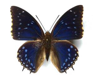  butterfly specimen rental lifter otiridates * C.A.R.