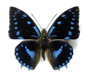  butterfly specimen light blue cover oameliae * Ghana