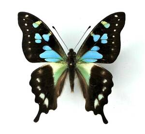  butterfly specimen Sera mmiirota Imai stressmanni * Seram Is.