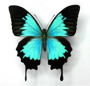  butterfly specimen oo ru rear ge is autolycus * West Papua