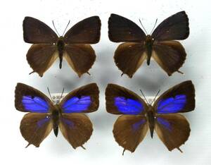  butterfly specimen purple tsubame2*2* Wakayama prefecture 