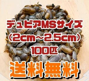 【送料無料】デュビア MSサイズ 100匹＋死着保証10％