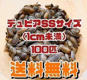 【送料無料】デュビア SSサイズ 100匹＋死着保証10％ 