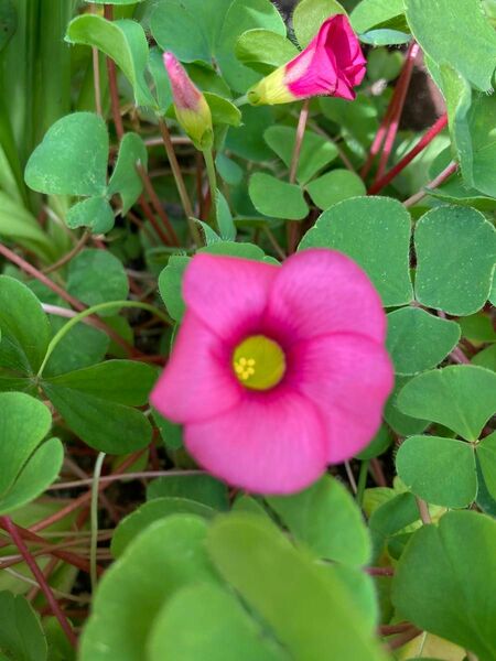  オキザリスフヨウカタバミ　濃いピンクの花球根20球